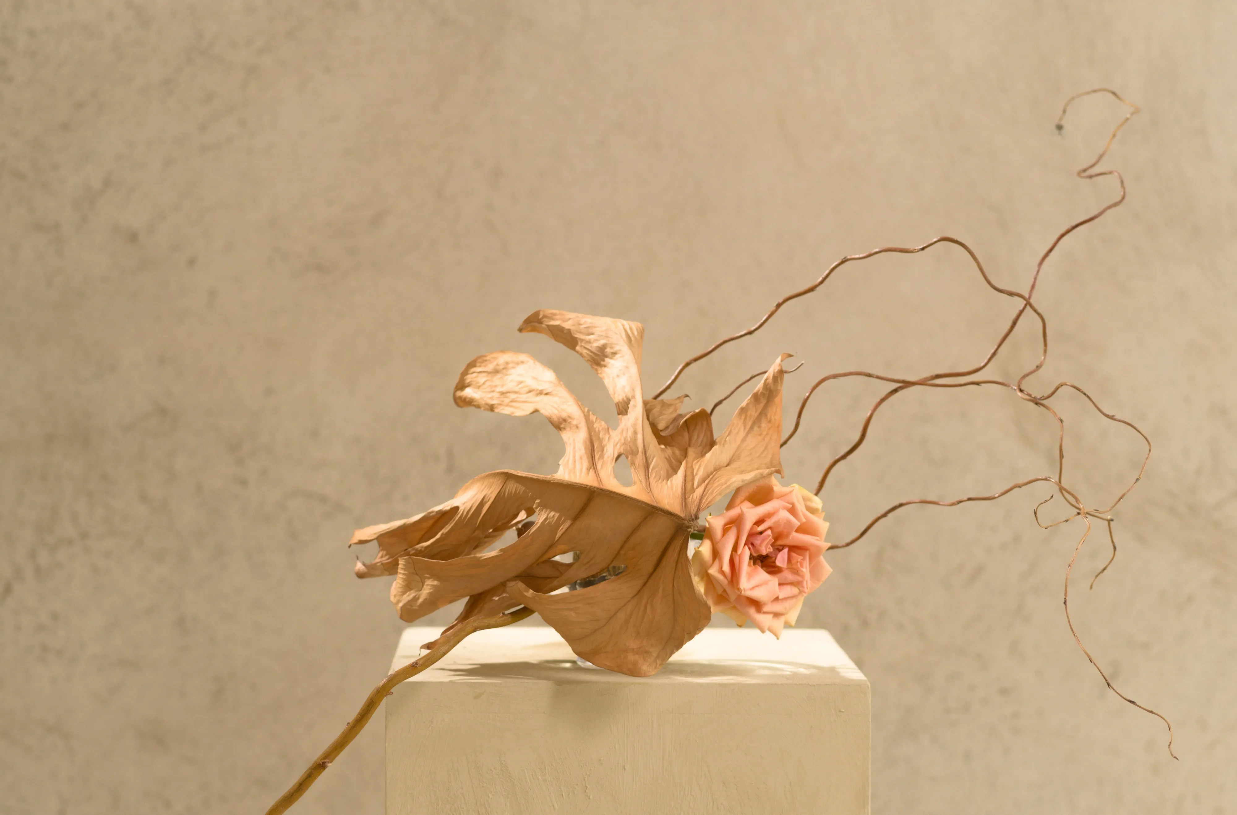 Torkade blad och rosa ros på piedestal